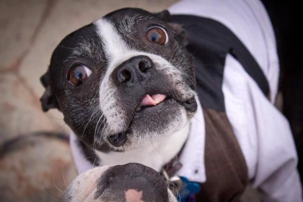/Images/uploads/Humane Society of Utah/HSU2018/entries/4646thumb.jpg